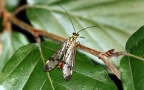 Ordnung Mecoptera (Hyatt & Arms, 1891)
