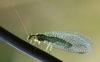 Familie Chrysopidae (Schneider, 1851)