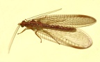 Ordnung Neuroptera (Planipennia) (Linnæus, 1758)