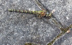 Aeshna cyanea -  8. Fund (Weibchen)