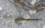 Aeshna cyanea -  8. Fund (Weibchen)