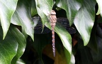 Aeshna mixta -  3. Fund (Weibchen)