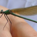 Calopteryx virgo -  2. Fund (Weibchen)