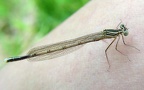 Platycnemis pennipes -  1. Fund (Weibchen)