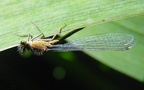 Platycnemis pennipes -  4. Fund (Weibchen)
