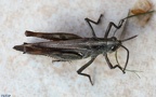 Chorthippus biguttulus -  2. Fund (Männchen)