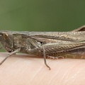 Chorthippus dorsatus -  2. Fund (Weibchen)