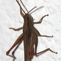 Chorthippus dorsatus -  3. Fund (Männchen)