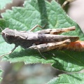 Chorthippus vagans -  1. Fund (Weibchen)