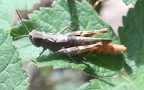 Chorthippus vagans -  1. Fund (Weibchen)