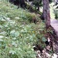 Miramella alpina -  3. Fund (Larve) (Fundortfoto)
