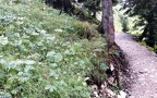 Miramella alpina -  3. Fund (Larve) (Fundortfoto)
