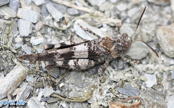 Oedipoda caerulescens -  4. Fund (Männchen)