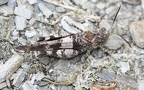 Oedipoda caerulescens -  4. Fund (Männchen)
