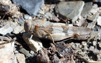 Oedipoda caerulescens -  7. Fund (Weibchen)