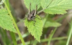 Pholidoptera griseoaptera - 11. Fund (Männchen)