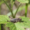 Pholidoptera griseoaptera - 14. Fund (Männchen)