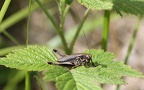Pholidoptera griseoaptera - 14. Fund (Männchen)