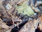 Pholidoptera griseoaptera -  2. Fund (Männchen)