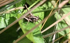 Pholidoptera griseoaptera -  8. Fund (Weibliche Nymphe)