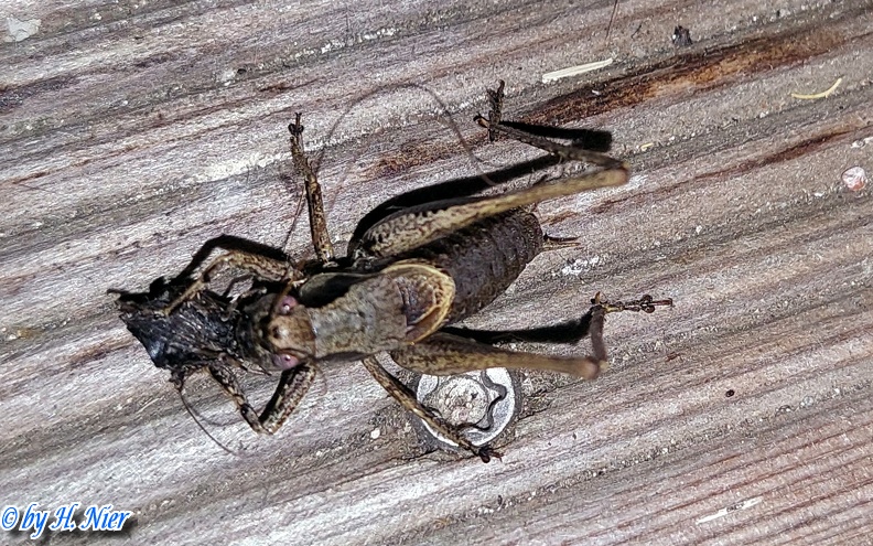 Pholidoptera griseoaptera -  9. Fund (Männchen)