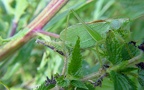Tettigonia cantans -  1. Fund (Männchen)