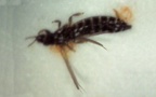 Ordnung Thysanoptera (Haliday, 1836)