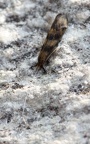 Familie Leptoceridae (Leach, 1815) 