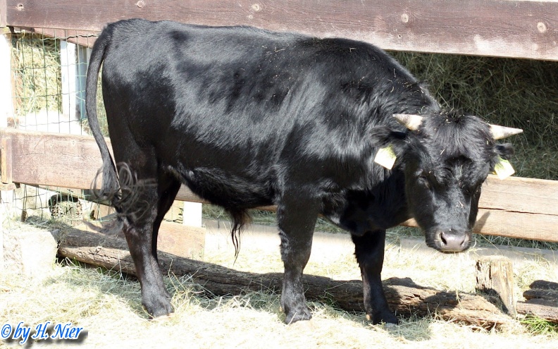 Bos primigenius taurus -  1. Fund