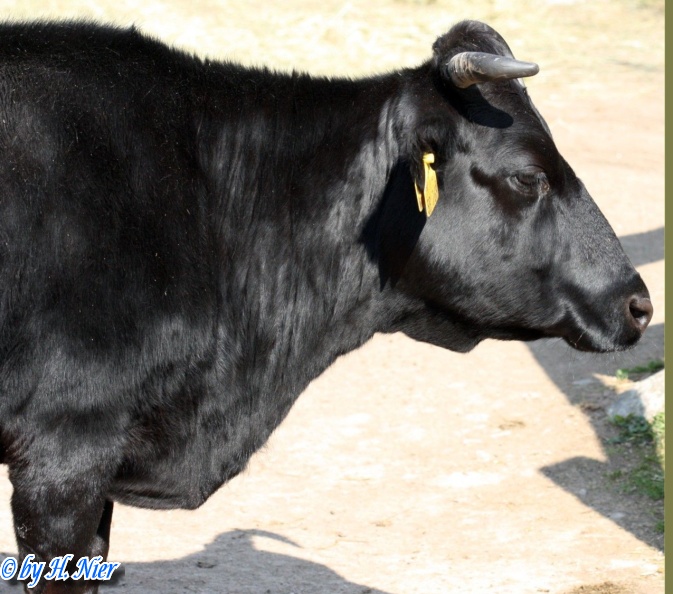 Bos primigenius taurus -  1. Fund