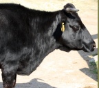 Bos primigenius taurus -  1. Fund
