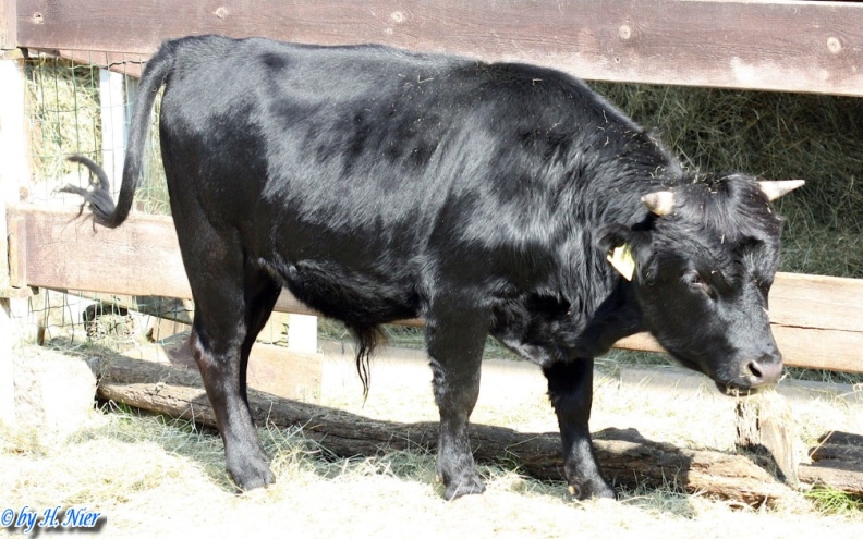 Bos primigenius taurus -  1. Fund