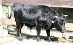 Bos primigenius taurus -  1. Fund