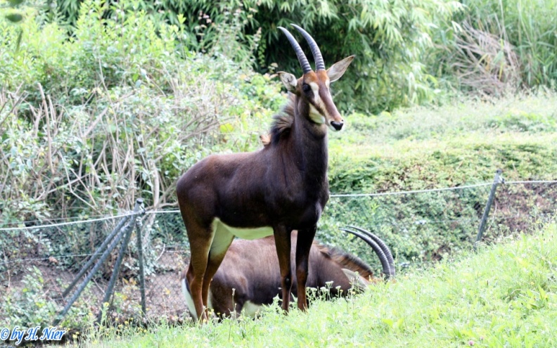 <a href='picture.php?/13389/category/4730'>Hippotragus niger - 1. Fund</a> Hippotragus niger - 1. Fund