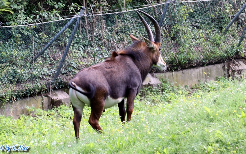 <a href='picture.php?/13390/category/4730'>Hippotragus niger - 1. Fund</a> Hippotragus niger - 1. Fund