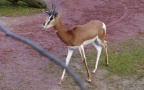 Nanger dama mhorr - 1. Fund - Gefunden in Deutschland (Hessen)Im „Zoo Frankfurt“ in Frankfurt / Main. Nanger dama mhorr - 1. Fund