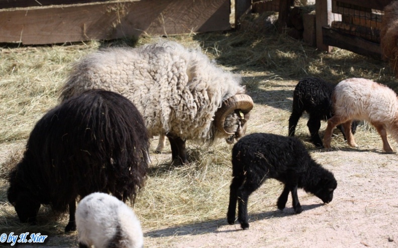 Ovis orientalis f. aries -  1. Fund