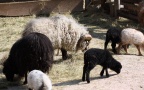 Ovis orientalis f. aries -  1. Fund