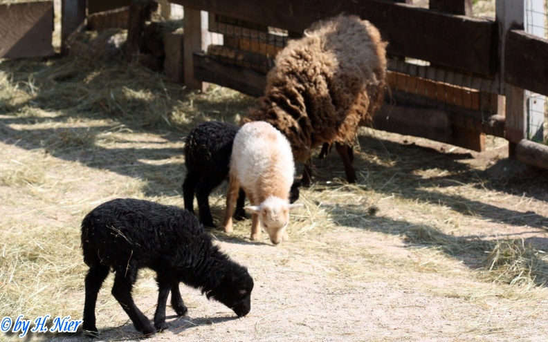Ovis orientalis f. aries -  1. Fund