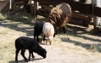 Ovis orientalis f. aries -  1. Fund