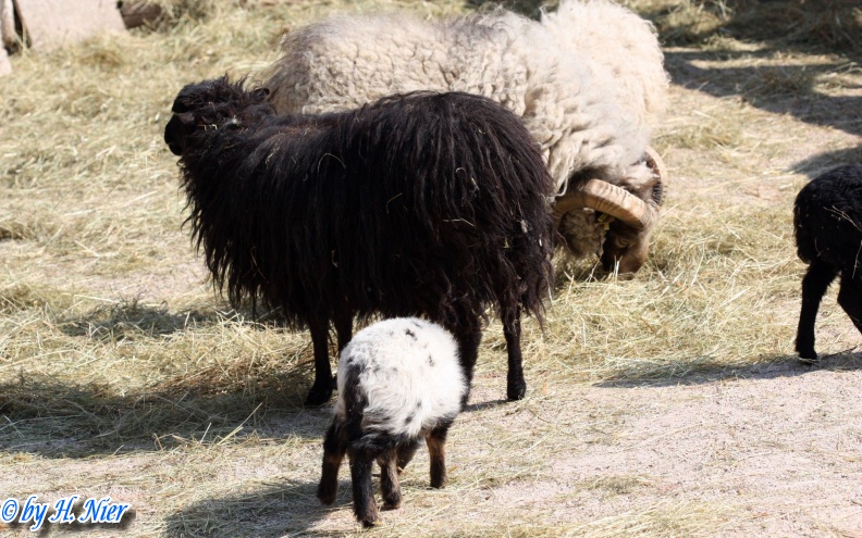 Ovis orientalis f. aries -  1. Fund