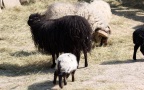 Ovis orientalis f. aries -  1. Fund