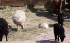 Ovis orientalis f. aries -  1. Fund