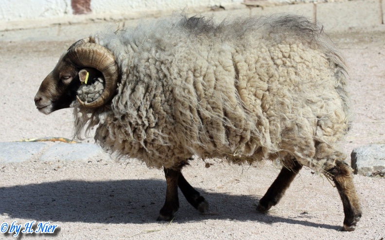 Ovis orientalis f. aries -  1. Fund
