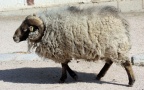 Ovis orientalis f. aries -  1. Fund