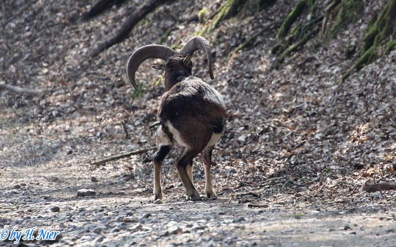 Ovis orientalis musimon -  3. Fund