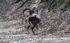 Ovis orientalis musimon - 3. Fund - Gefunden in Deutschland (Rheinland-Pfalz)Im „Wild- und Freizeitpark Westerwald“ in der Nähe von Gackenbach. Ovis orientalis musimon - 3. Fund