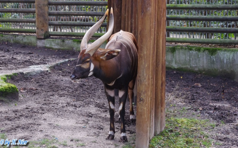 Tragelaphus eurycerus isaaci -  1. Fund