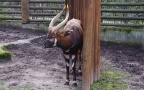 Tragelaphus eurycerus isaaci -  1. Fund