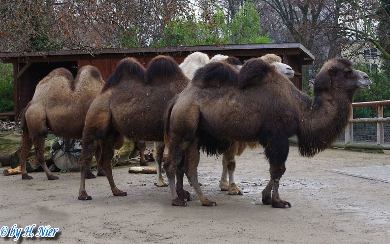 Camelus bactrianus -  1. Fund